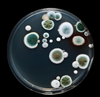  complex injection molding Sterile PP/PS Petri Dish with Ventilation